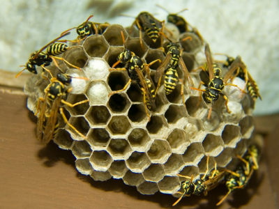 wasp nest
