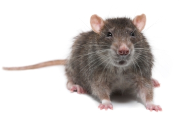 rat rodent pest
