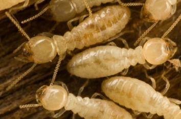 termite nest