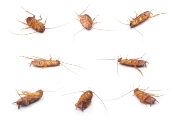 cockroaches