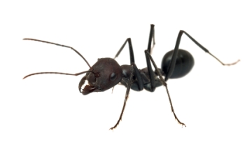 black ant